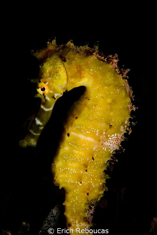 Thorny Seahorse by Erich Reboucas 