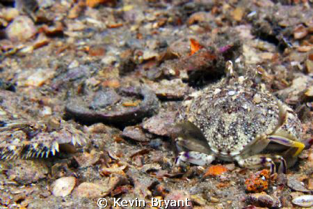 Interspecies hide-and-seek.  Nobody will find me a gaping... by Kevin Bryant 