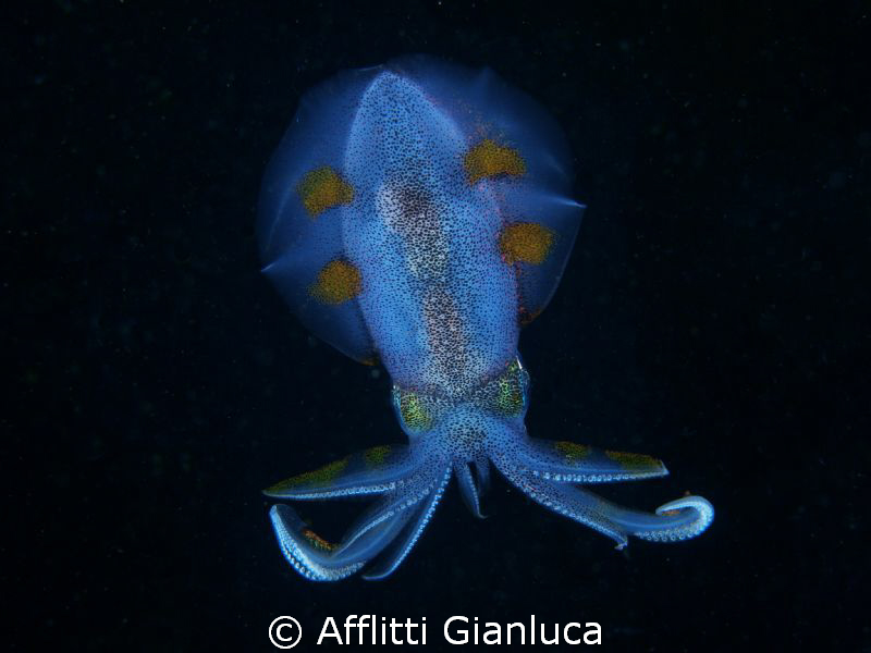 sepia latimanus.....night dive by Afflitti Gianluca 