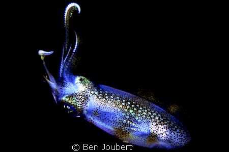 Nikonos 5, 1:1 macro frame. Saw this one in my light on m... by Ben Joubert 