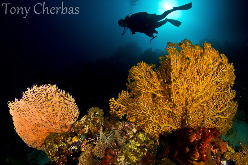 Fans of Orange by Tony Cherbas 