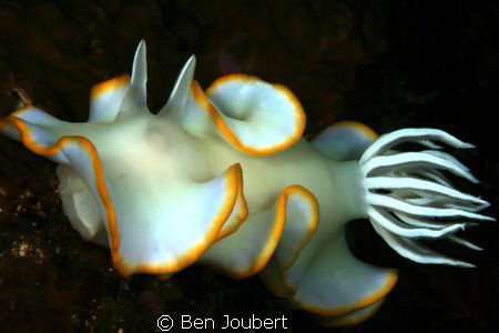 This was a tough shot because it was moving almost 10 met... by Ben Joubert 