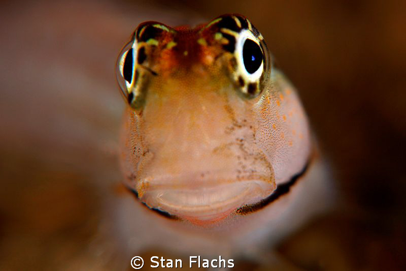 Blenny, pretty close by Stan Flachs 