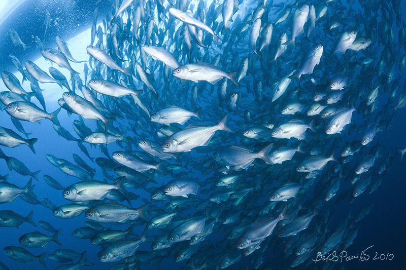 Home Among Strangers (1)
/ japanese amberjack into  japa... by Boris Pamikov 