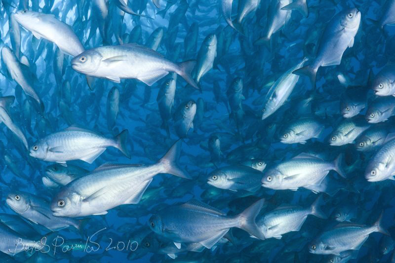 Home Among Strangers (2)
/ japanese amberjack into  japa... by Boris Pamikov 