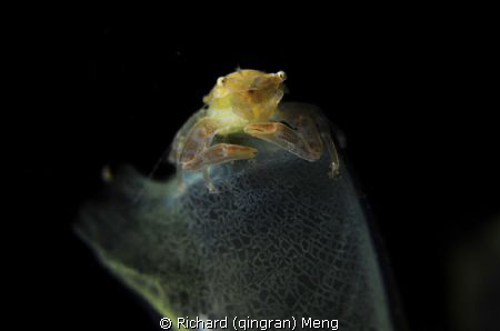 Meditator / During a night dive, we came across a crab si... by Richard (qingran) Meng 
