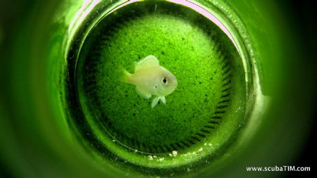 "Underwater Homes" by Carlsberg...

S95 - no flash, no ... by Tim Ho 