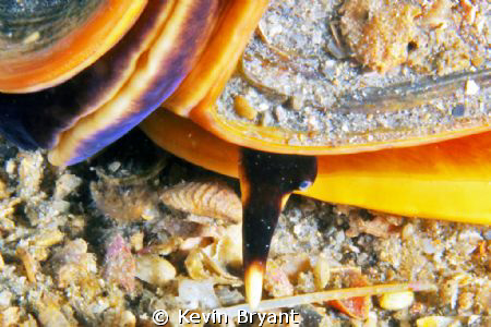 An amazingly large helmet conch visited the bridge back i... by Kevin Bryant 