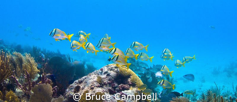 Pork fish on Shangrila reef near Playa Del Carmen. by Bruce Campbell 