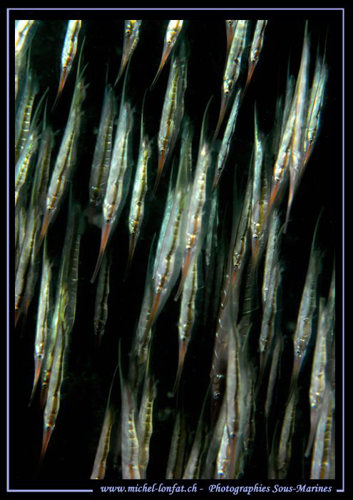 School of Razorfishes in the water's of Lembeh Strait... ... by Michel Lonfat 