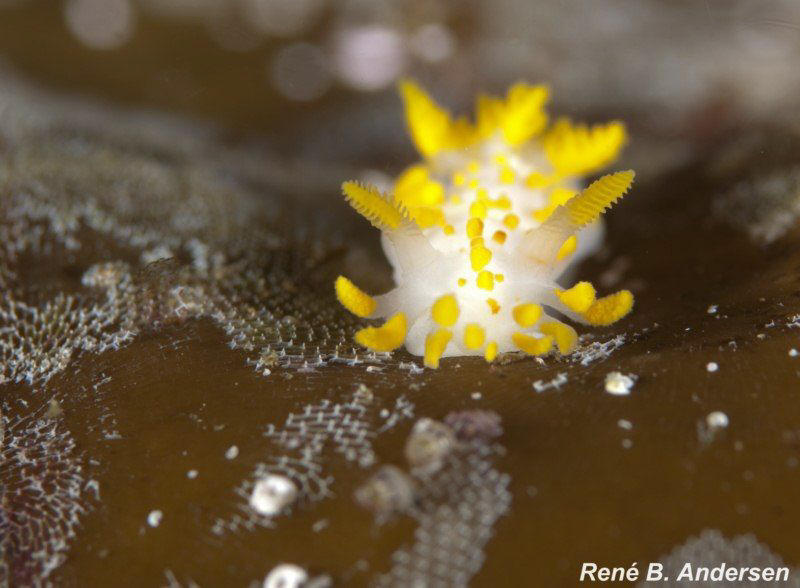 Nudi by Rene Braband Andersen 
