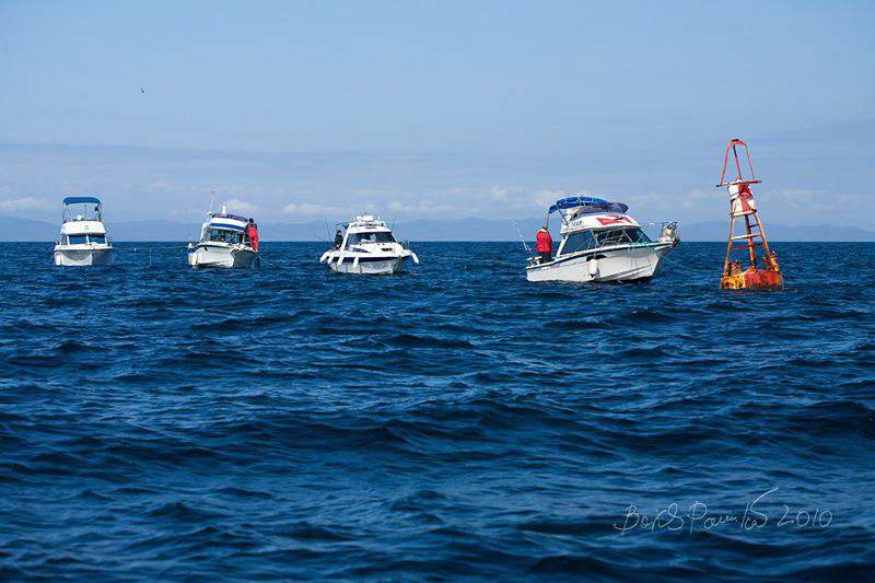 fishing for Japanese butterfish at Povorotny buoy (Turnin... by Boris Pamikov 