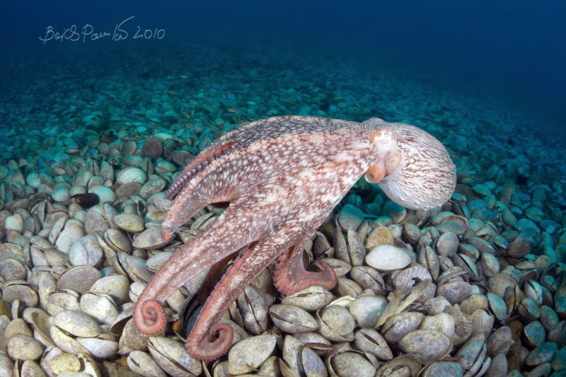 "Is there anyone alive? I'm hungry"
/ octopus at graveya... by Boris Pamikov 