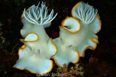 Valentine's Day for Nudi's by Ben Joubert 