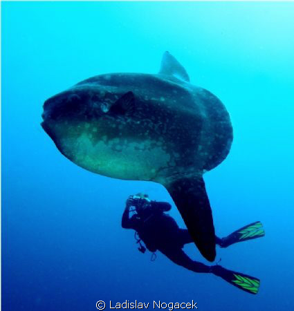 Mola Mola crystal bay Nusa Penida by Ladislav Nogacek 