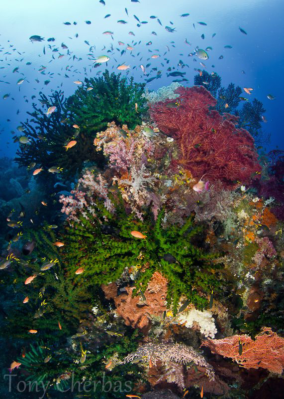 Unkempt Garden in Indonesia by Tony Cherbas 