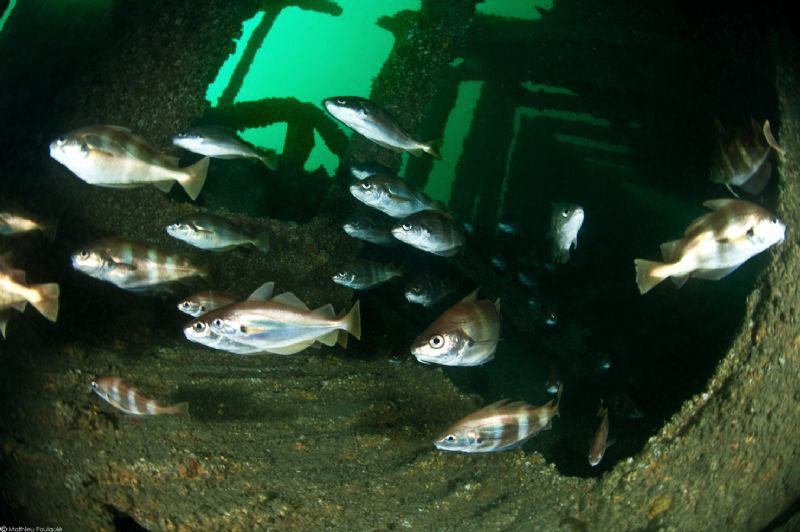 schooling Pout fish on Heinrich wreck_Manche by Mathieu Foulquié 