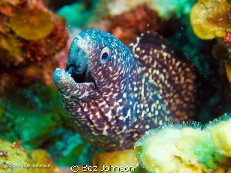 Spotted Moray Eeel - Olympus Pen + Olympus housing. Inon ... by Boz Johnson 