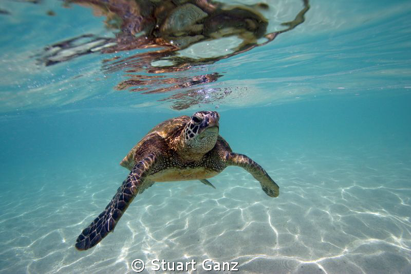 Green sea turtle "Honu" by Stuart Ganz 