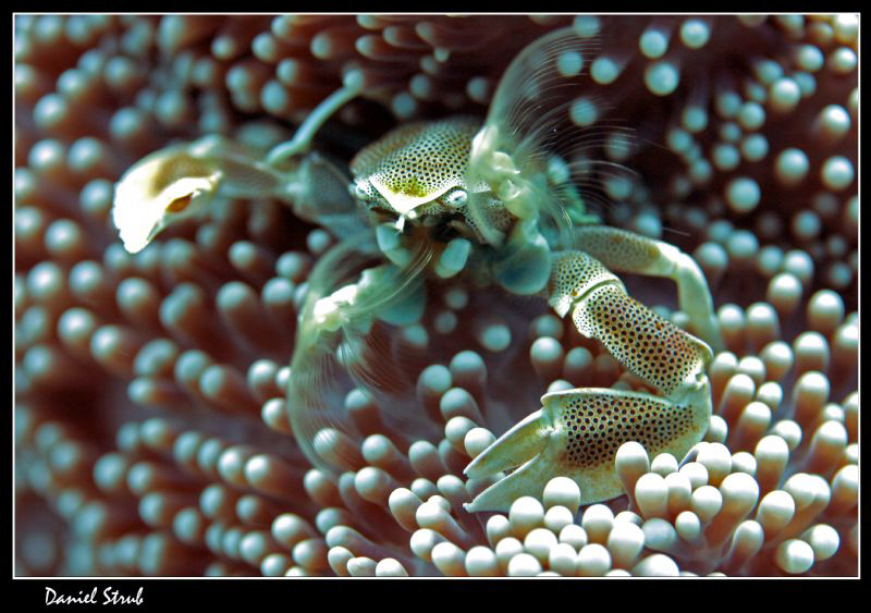 feeding porcelain crab :-D by Daniel Strub 