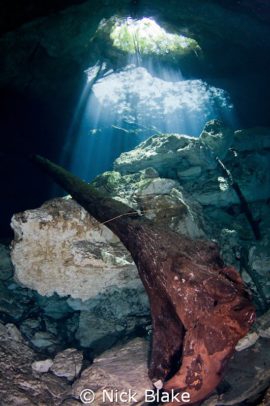Tree trunks and sunbeams, Taj Maha Cenote, Mexico. by Nick Blake 