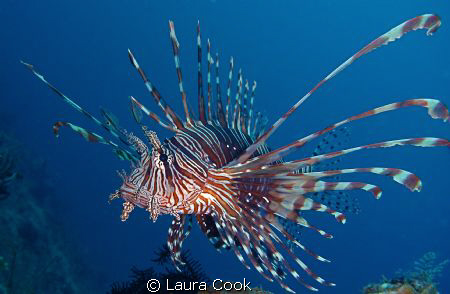 Common lionfish spotted hovering over a reef, beautiful s... by Laura Cook 