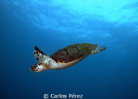 Getting some fresh Air this Beauty shows up at the end of... by Carlos Pérez 