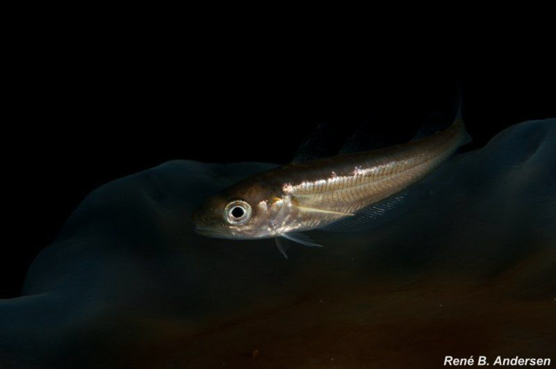 fish and jelly by Rene Braband Andersen 