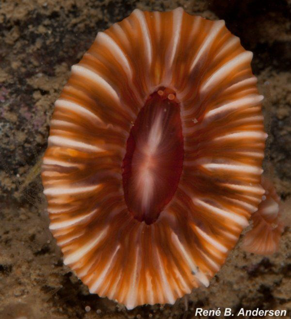 anemone by Rene Braband Andersen 