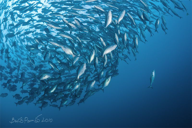Home Among Strangers (3)
/ japanese amberjack near japan... by Boris Pamikov 