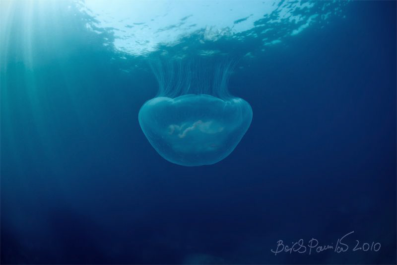 from light into shadow...
/ Aurelia aurita by Boris Pamikov 