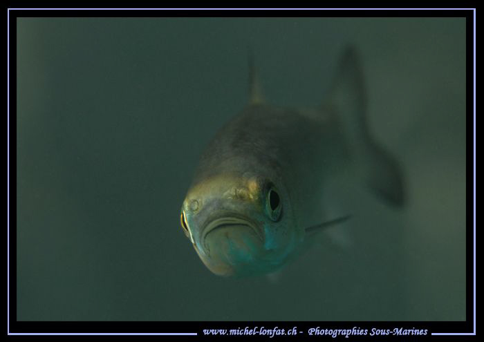 Face to face with this young Chub... :O)... by Michel Lonfat 