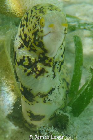 This is a snap of a very young moray who for a couple of ... by James Laker 