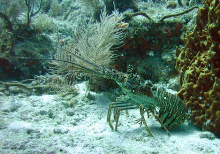 cayo largo
canon a95 by Ernesto Castillo 