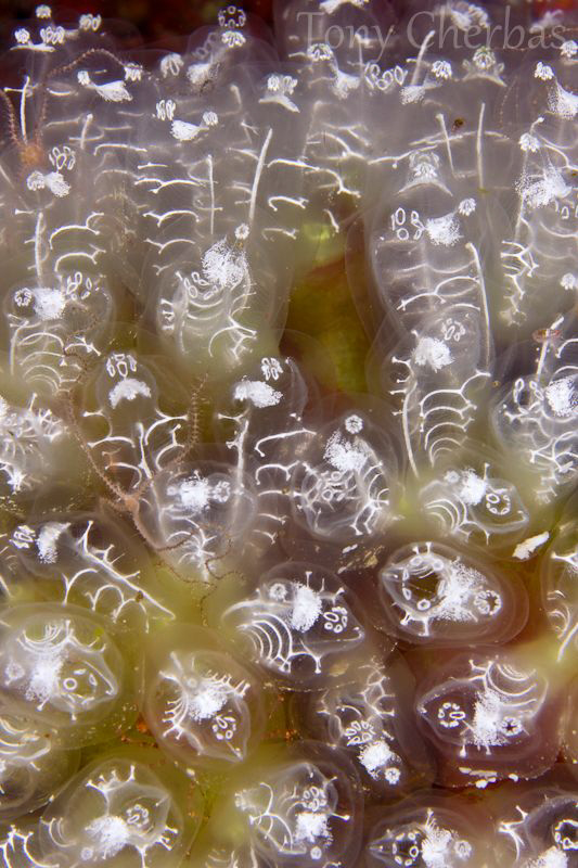Tunicate Abstract by Tony Cherbas 
