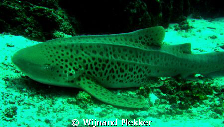 Leopard Shark by Wijnand Plekker 