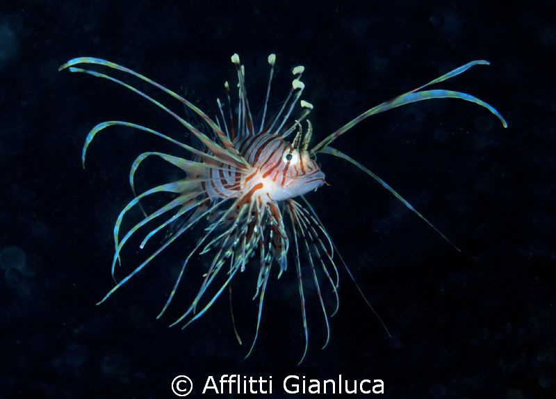 lion fish by Afflitti Gianluca 