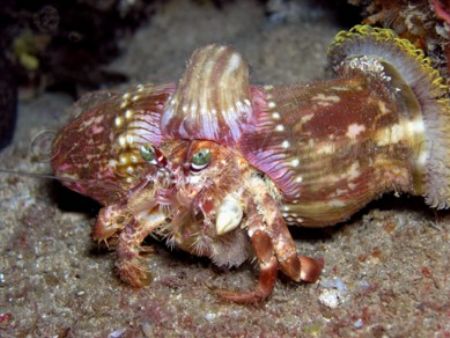 Hermit taken at Three Tables, Oahu, Hawaii. This guy was ... by Rob Van Orden 