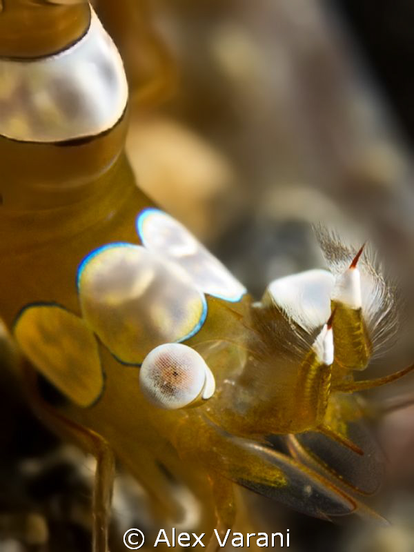 Thor amboinensis - close up by Alex Varani 