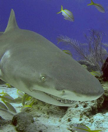 This was our last dive of the trip at Sharks Paradise and... by Gary Curtis 