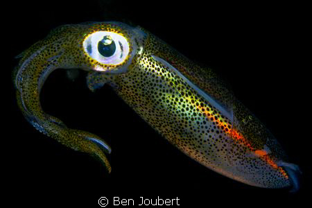 Night dive, at the end of a dive, in the stern lights by Ben Joubert 
