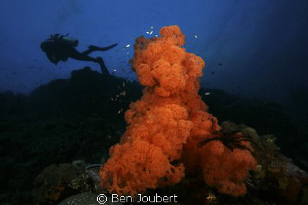 Noting to say by Ben Joubert 