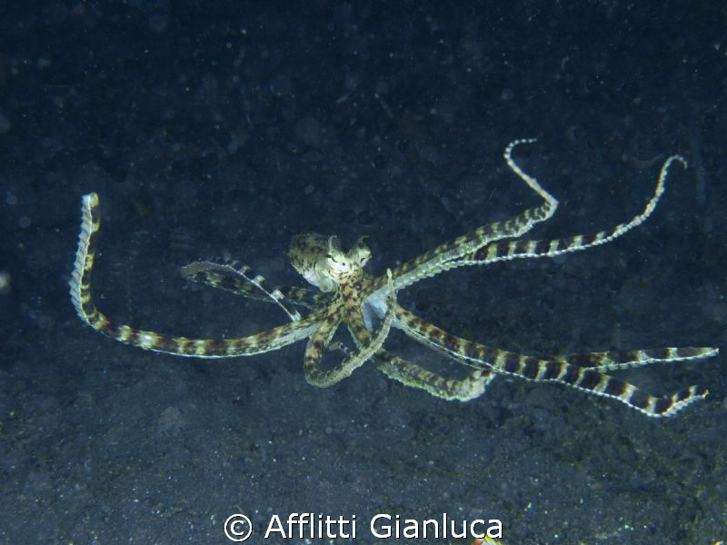 mimic octopus by Afflitti Gianluca 