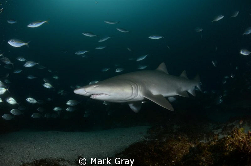 GNS by Mark Gray 