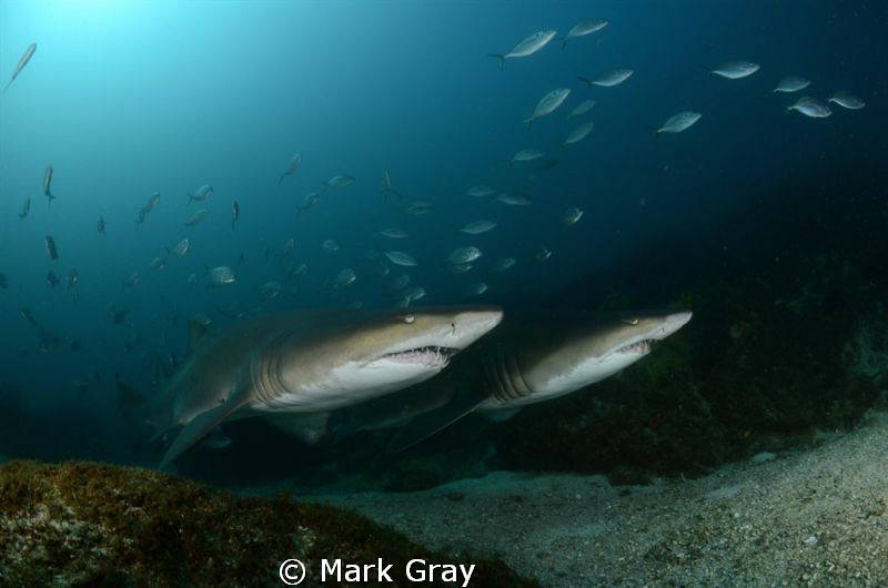 GNS X2 by Mark Gray 