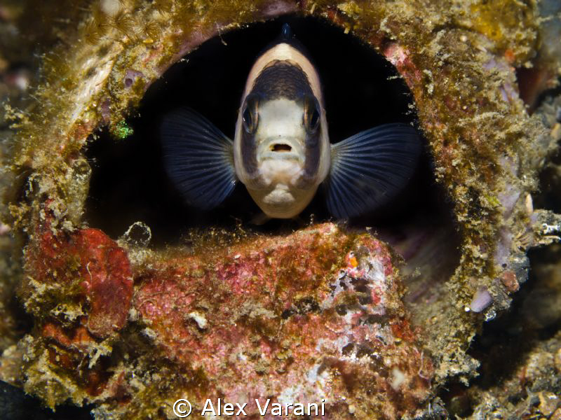 my "round" home :-) by Alex Varani 