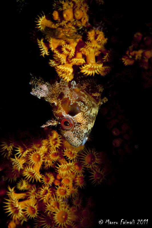 Mediterranean blenny (Parablennius gattoruggine) by Marco Faimali 