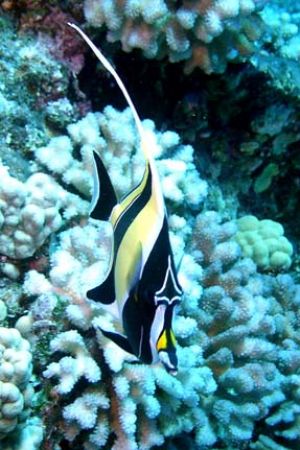 Moorish Idol. Taken at Molokini Hawaii.
Olympus C-4000Z ... by Kevin Panizza 