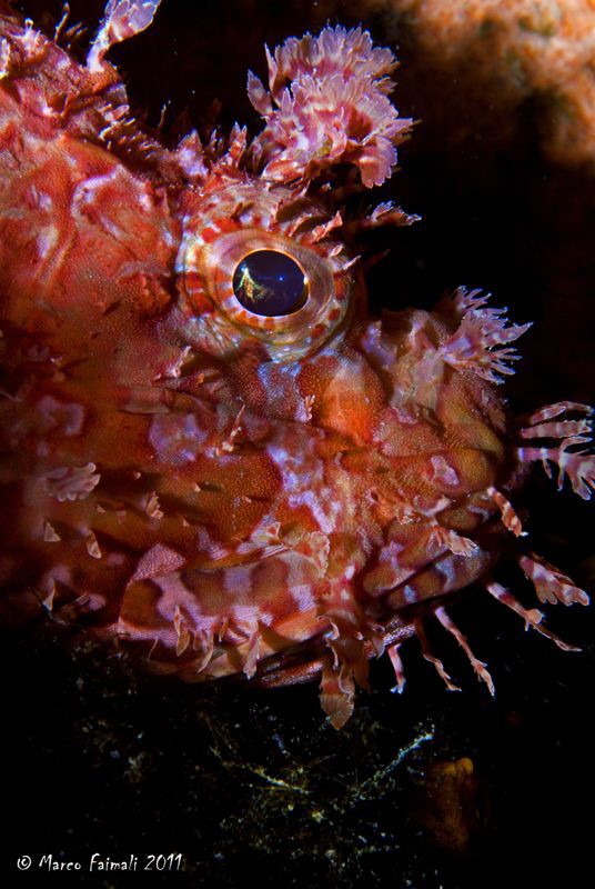 Large Scaled Scorpionfish portrait (Scorpaena scrofa) by Marco Faimali 