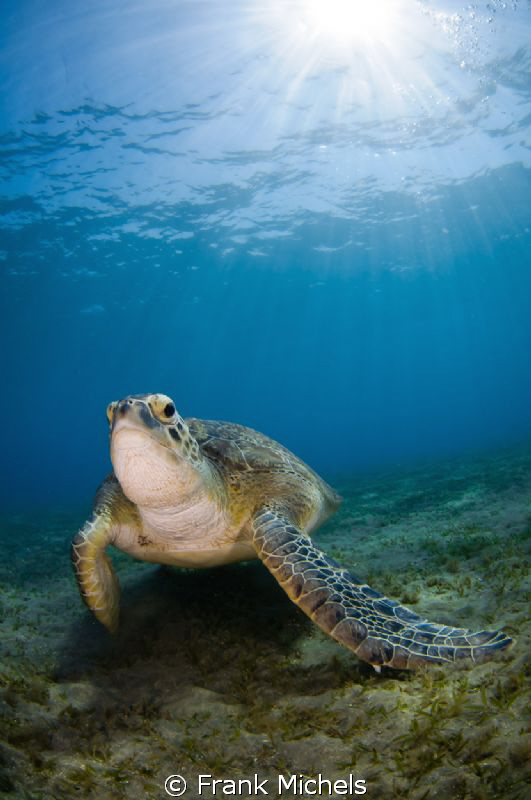 Sun Prayer
This Realy Wonderfull Turtle i Discovered at ... by Frank Michels 
